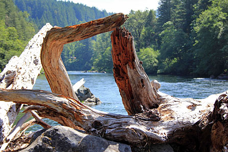 driftwood graphic